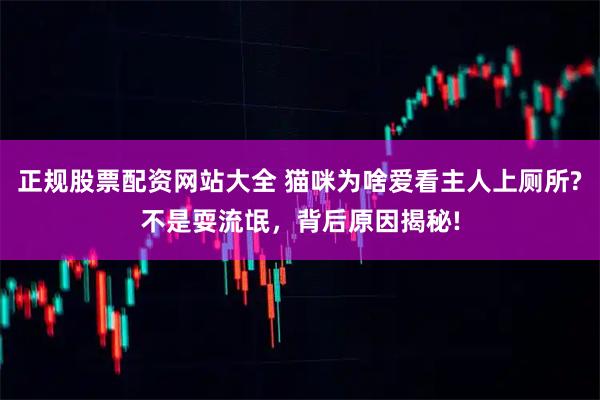 正规股票配资网站大全 猫咪为啥爱看主人上厕所?不是耍流氓，背后原因揭秘!