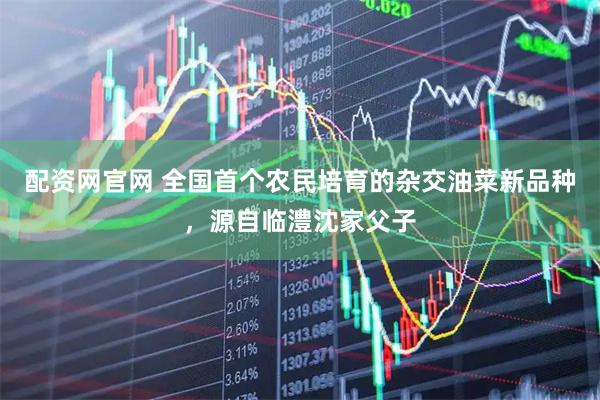 配资网官网 全国首个农民培育的杂交油菜新品种,源自临澧沈家父子